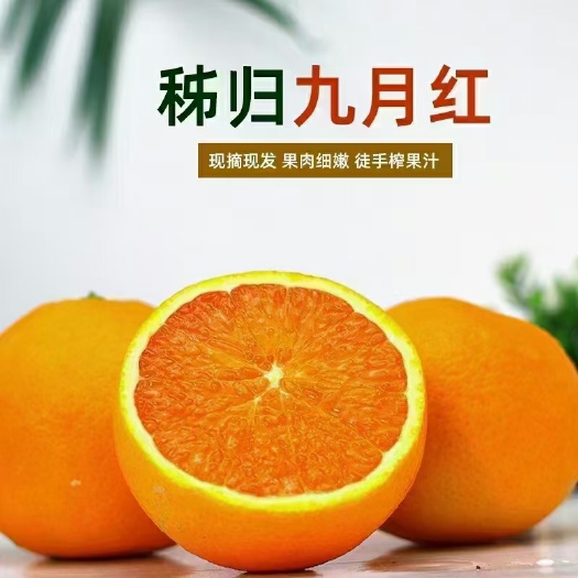 秭归县九月红脐橙  现货秭归秋橙九月红可以吸的橙子孕妇小孩鲜果非赣