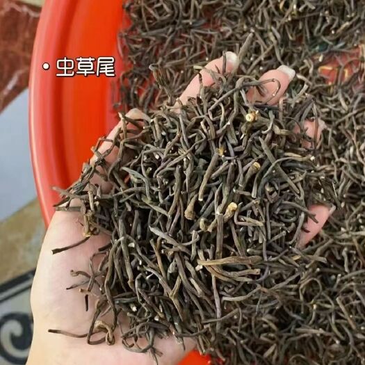 虫草尾虫草茶炖虫草泡酒干净无竹签实惠款20克起包邮