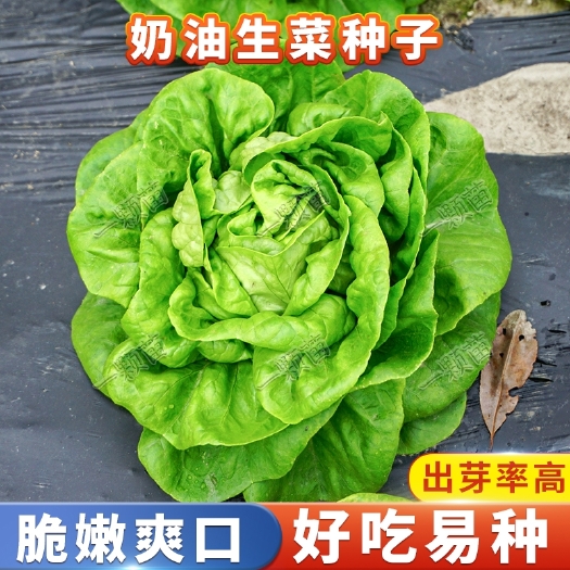 衡阳四季奶油生菜种孑
