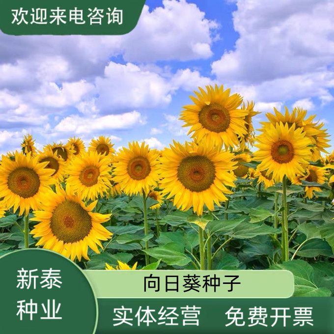 向日葵种孑切花黑心矮生迷你四季开花种籽子室内阳台观赏盆栽种子