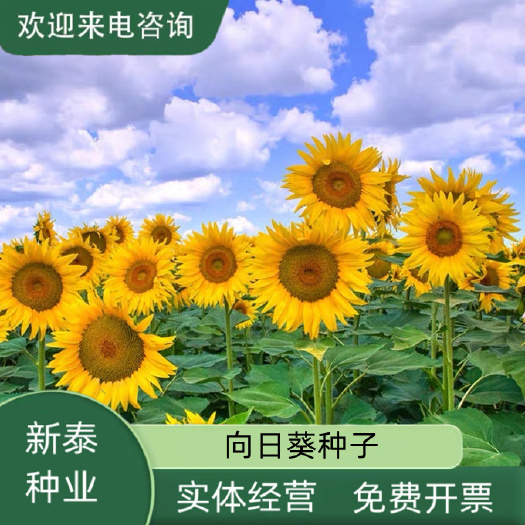 向日葵种孑切花黑心矮生迷你四季开花种籽子室内阳台观赏盆栽种子