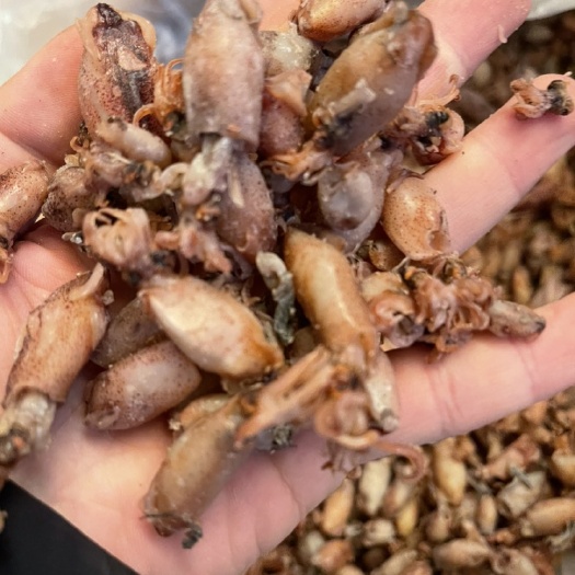 新鮮海兔干貨筆管魚干墨魚無(wú)沙烏賊海鮮干貨  地?cái)偨?jīng)濟(jì) 經(jīng)