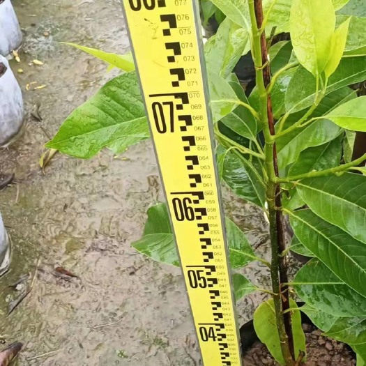 广州广东白兰白玉兰白色香薰植物