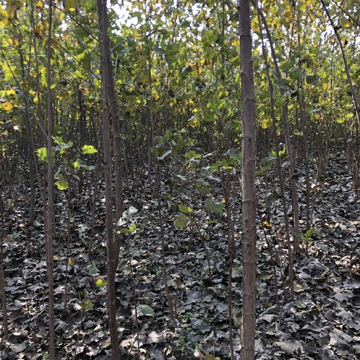 商水县5公分红叶杨 无絮杨 杨树苗 中华红叶杨大量供应