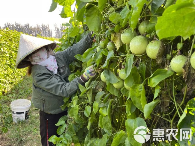 一件代发货钦蜜9号黄金百香果香气馥郁风味浓郁果珠爆汁丰富VC