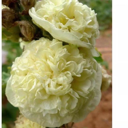 黄蜀葵根蜀葵花蜀葵叶子蜀葵种子货真价实 蜀葵