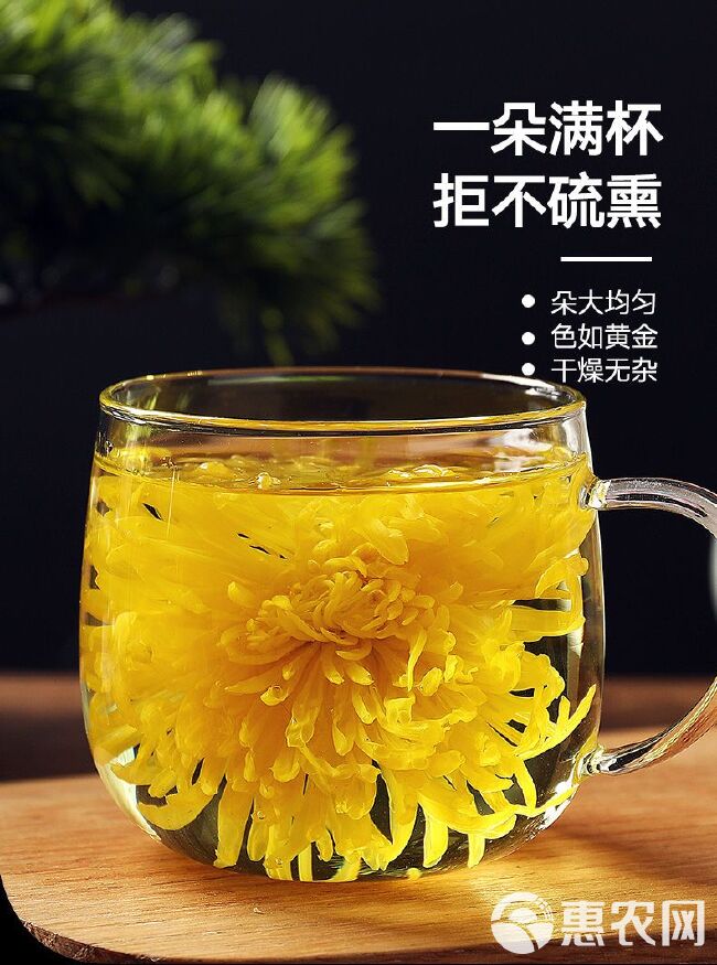 金丝皇菊一朵一杯超大朵500克/袋250克菊花茶黄菊花花草茶