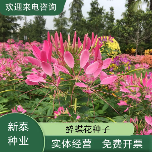 醉蝶花种子四季易种活阳台绿植盆栽庭院花卉种子花种孑醉蝶花种籽