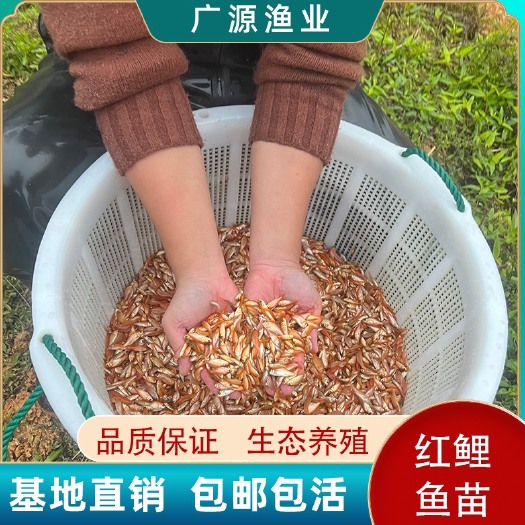 广州红鲤鱼苗兴国荷包红鲤鱼观赏鱼冷水鱼淡水养殖鱼苗活体