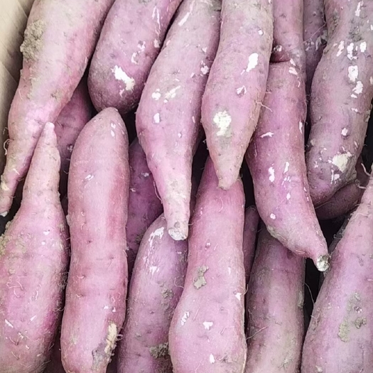 襄城县精品商薯19，商品薯，加工薯，淀粉薯，产地直供欢迎选购