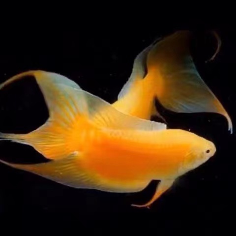 潮州中国黄金斗鱼