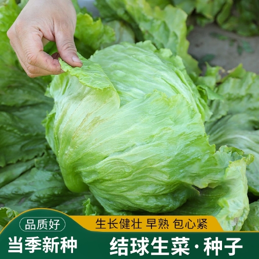 结球生菜种子包心球形生菜卷心菜春秋四季阳台盆栽蔬菜种子