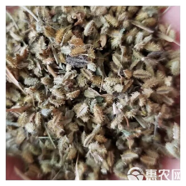 内蒙草原鹤虱草鹤虱新货南鹤虱萝卜包邮