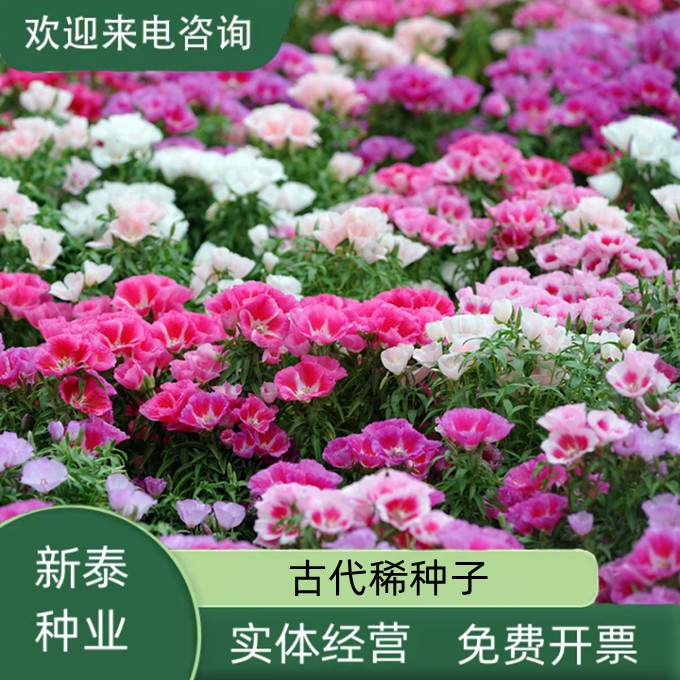 沭阳县古代稀种子送春花四季播种 春夏播花坛阳台盆栽四季易种混色花籽