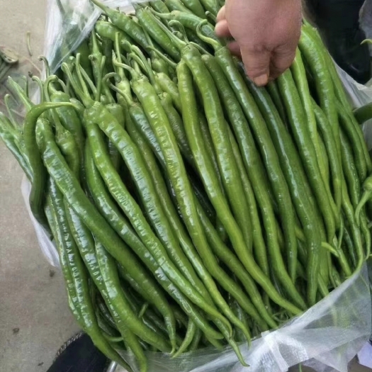 沭阳县辣椒种子线椒种子果长22－32厘米粗1.5－1.6厘米浅绿皮