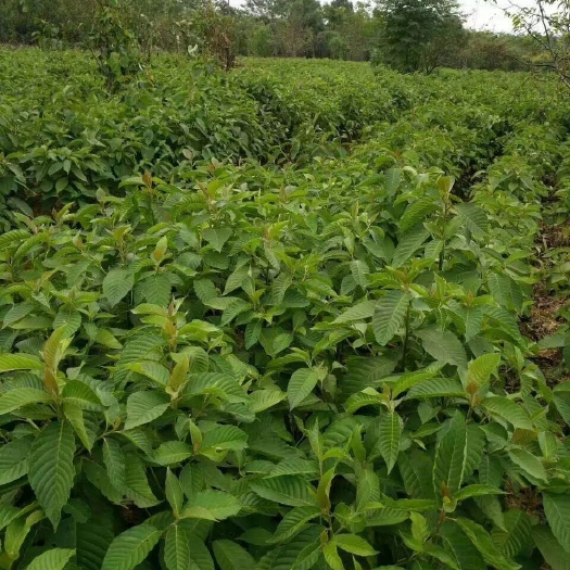 九江基地直销喜树苗 一年生 喜树小苗 各种规格 各种绿化造林苗木