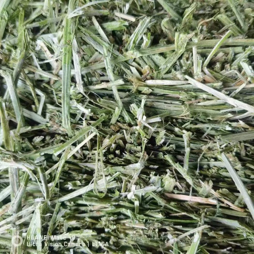 阿旗国产燕麦草饲料牛羊草梅花鹿羊驼骆驼燕麦颗粒