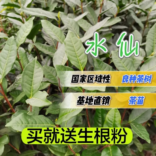 福安市水仙国家培育基地培育直销