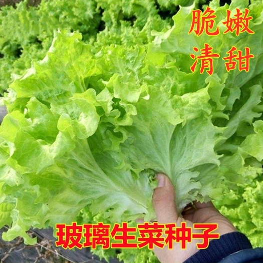 衡阳生菜种子玻璃生菜种子四季播种脆嫩青菜籽