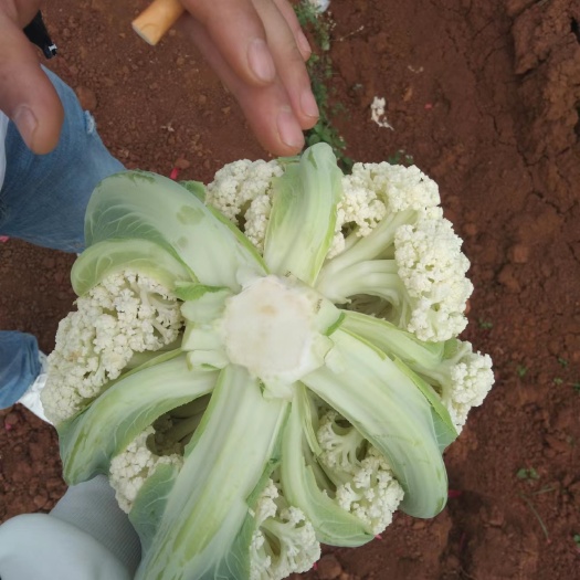 花菜