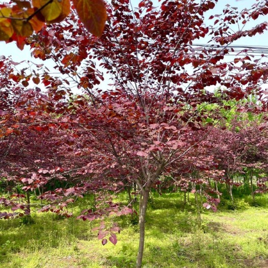 红叶紫荆