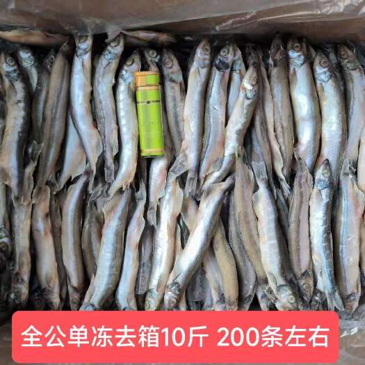 成都多春鱼