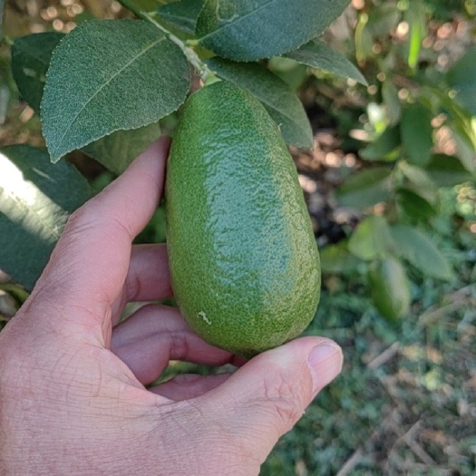昆明四季香水柠檬