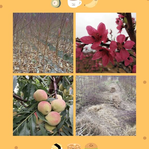 连平县广东省连平鹰嘴蜜桃苗，红花品种，现挖现发