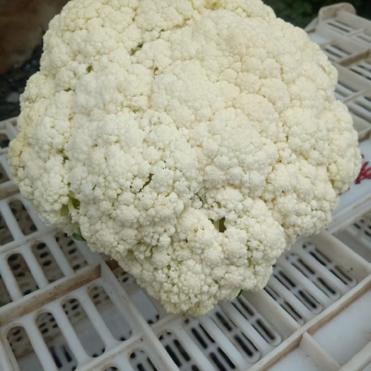 邯郸白花菜花  白面青梗松花菜 松散 1~2斤