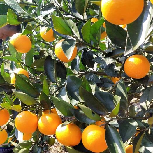 灵川县蜜香橙广西桂林橙子大量开售欢迎咨询