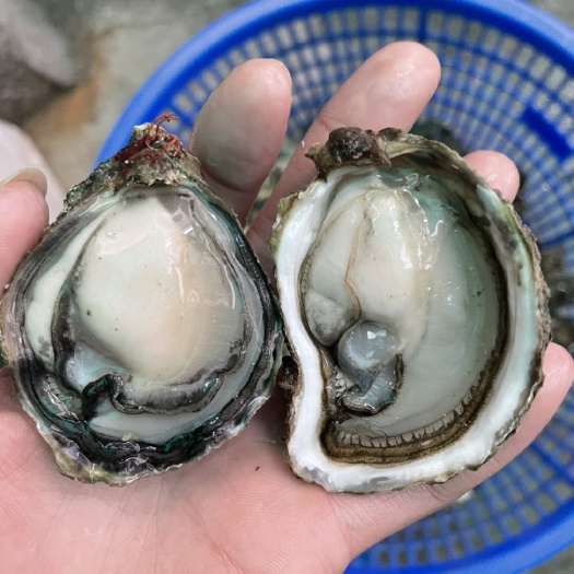 饶平县半壳，全壳，烧烤、酒店、地摊长期供应