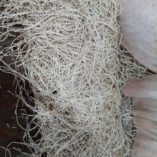 砚山县鱼腥草颜色好挑选干净口感好