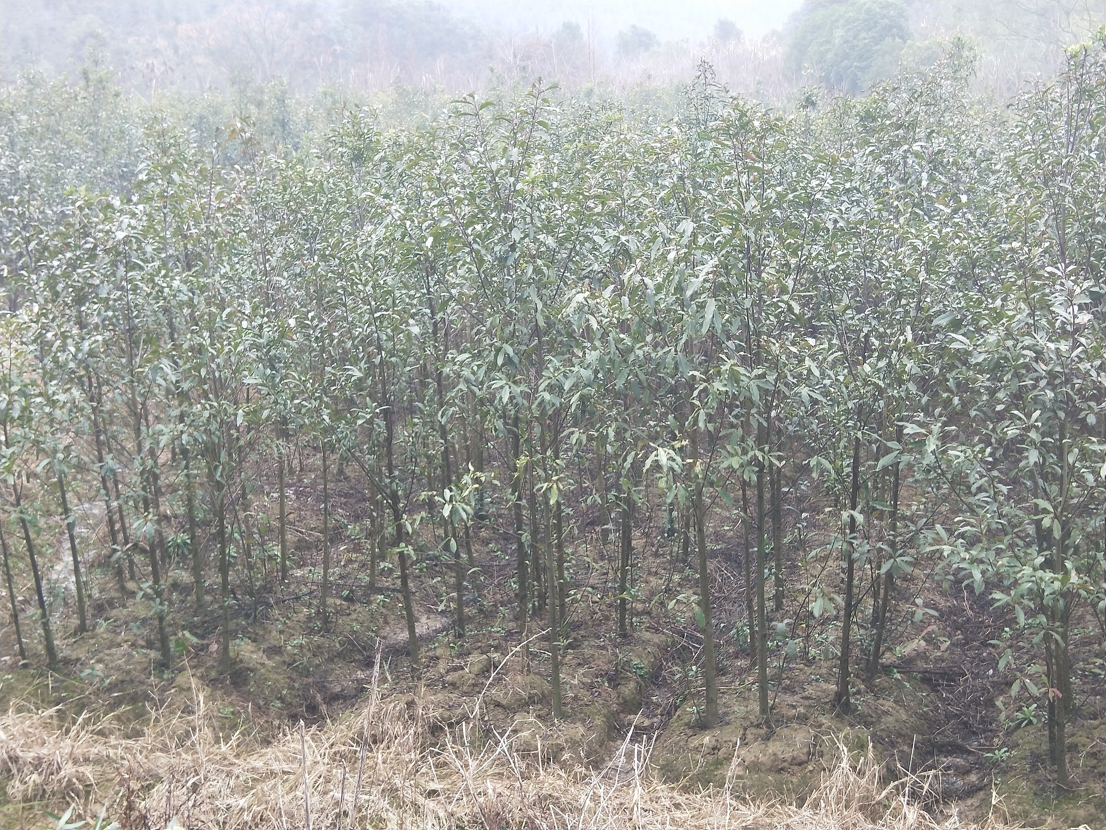 供应杜英树苗 景观绿化苗木杜英 一年生杜英小苗，山杜英小苗