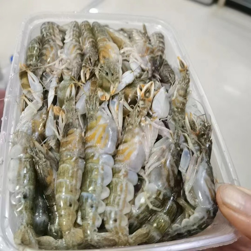 莱州市花豹虾、花腰虾、大甲虾1斤/1盒