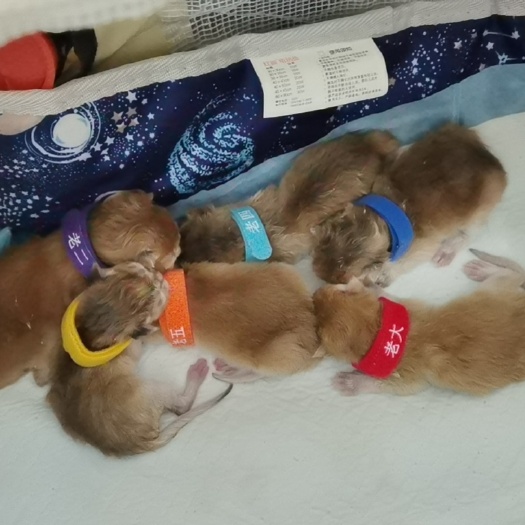 惠东县金渐层宠物猫