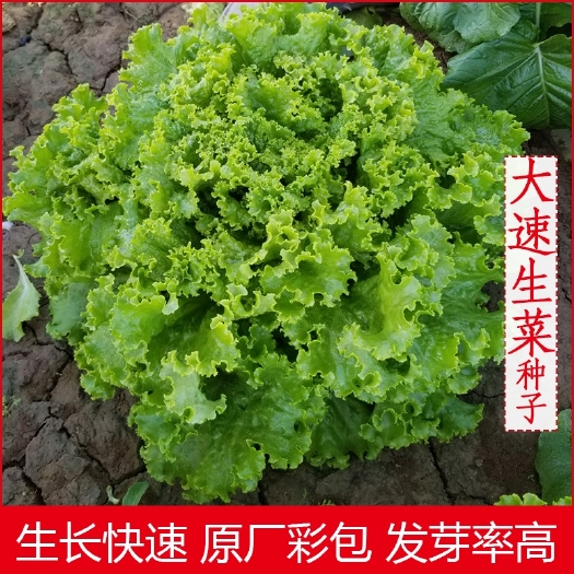 衡阳大速生菜种子