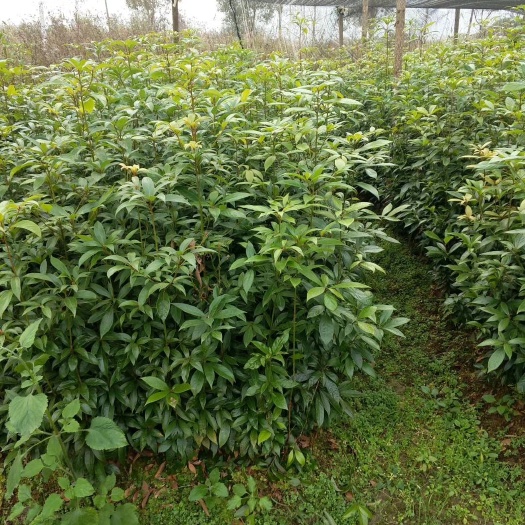 九江园林绿化造林苗木 基地批发金丝楠木苗 南方木材树种小叶桢楠木