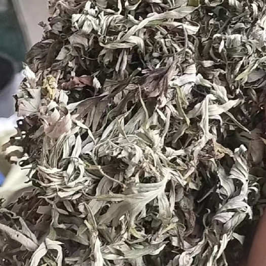 献县纯艾叶