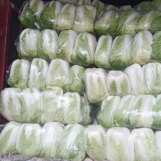 夏邑县青杂三号白菜