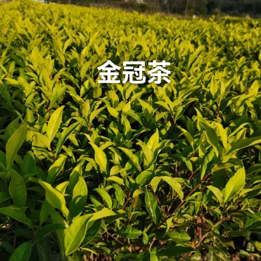 福安市黄金冠茶树春、夏、秋三季新梢表现为黄色，尤以夏秋季最黄