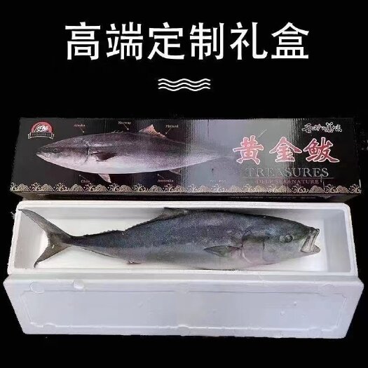 滨州深海优质黄金鲅鱼！大量现货，全国发货！