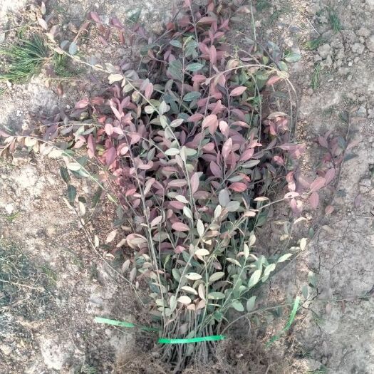 沭阳县超耐寒可垂直爬藤花卉小叶扶芳藤滕攀绿植植物四季常青可护坡绿化