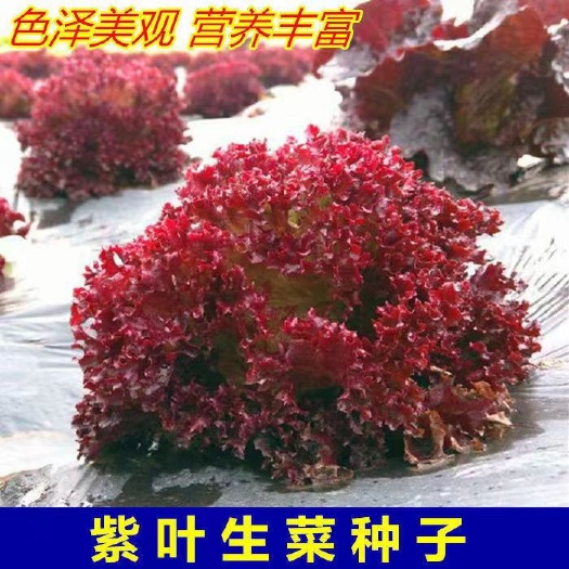大叶紫叶生菜 紫生菜种子 南韩紫秀生菜蔬菜种子 紫色生菜种子