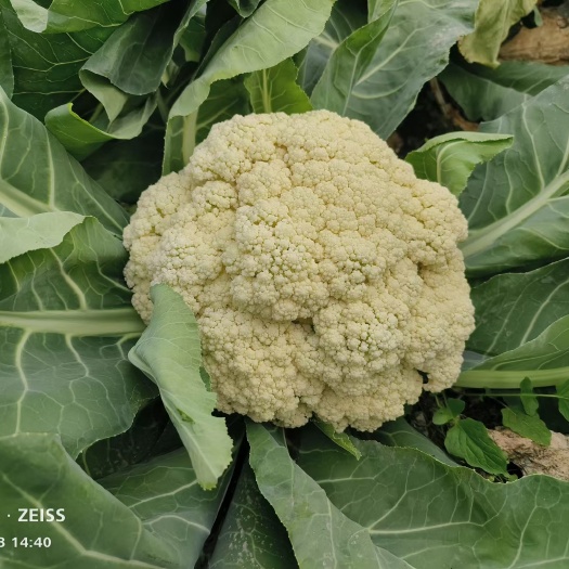 三台县有机散花，西兰花，电商，市场货，