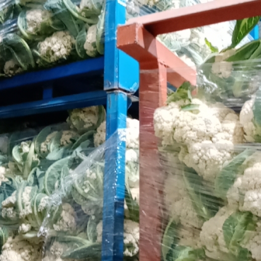 巨野县小米白花80松花菜