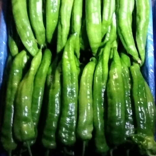 宁城县黄皮尖椒