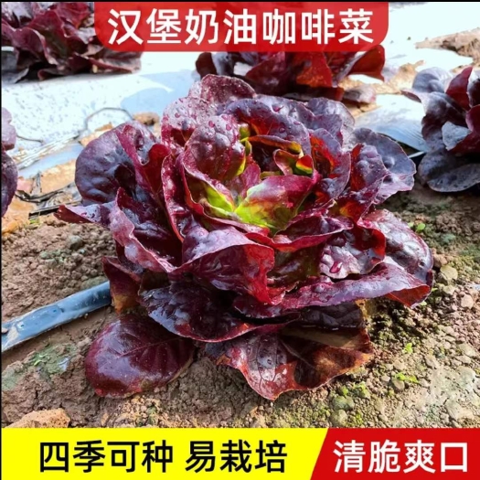 衡阳汉堡奶油咖啡菜生菜种子紫叶生菜籽耐热四季播冬季耐寒蔬菜种