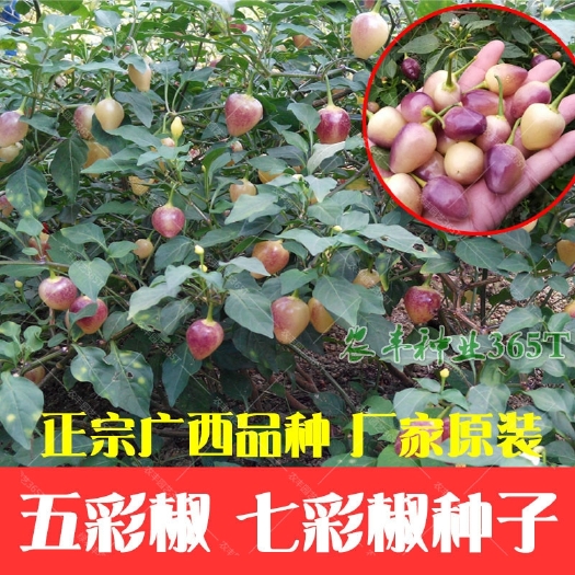 衡阳七彩辣椒种子五彩椒种籽孑农家蔬菜阳台盆栽田园种植种子四季播种