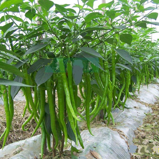 天津同乐条椒长线椒绿线椒红线椒辣椒种子