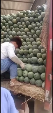 尉氏县小香冬瓜